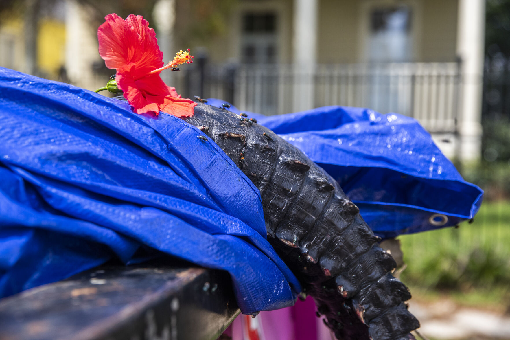 There’s a big dead alligator sticking out of a pink dumpster on Perrier Street -- No lie